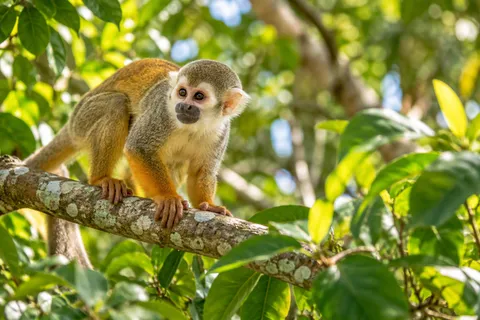 Monkeyland Punta Cana